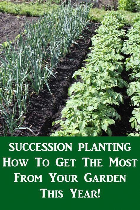 Succession Planting - How To Get The Most From Your Garden This Year! -   22 organic garden tips
 ideas