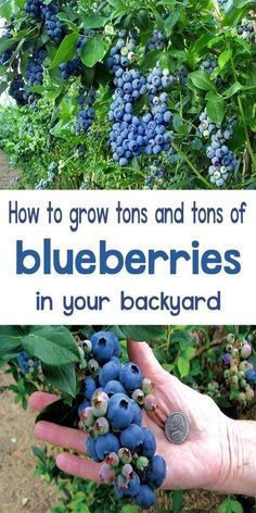 How to Grow Blueberries -   22 organic garden tips
 ideas