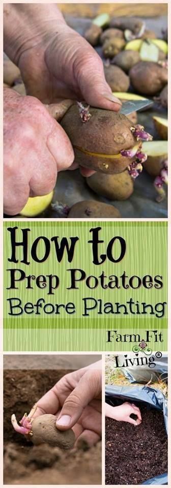 The easiest potato growing method ever! #Organic_Gardening -   22 organic garden tips
 ideas