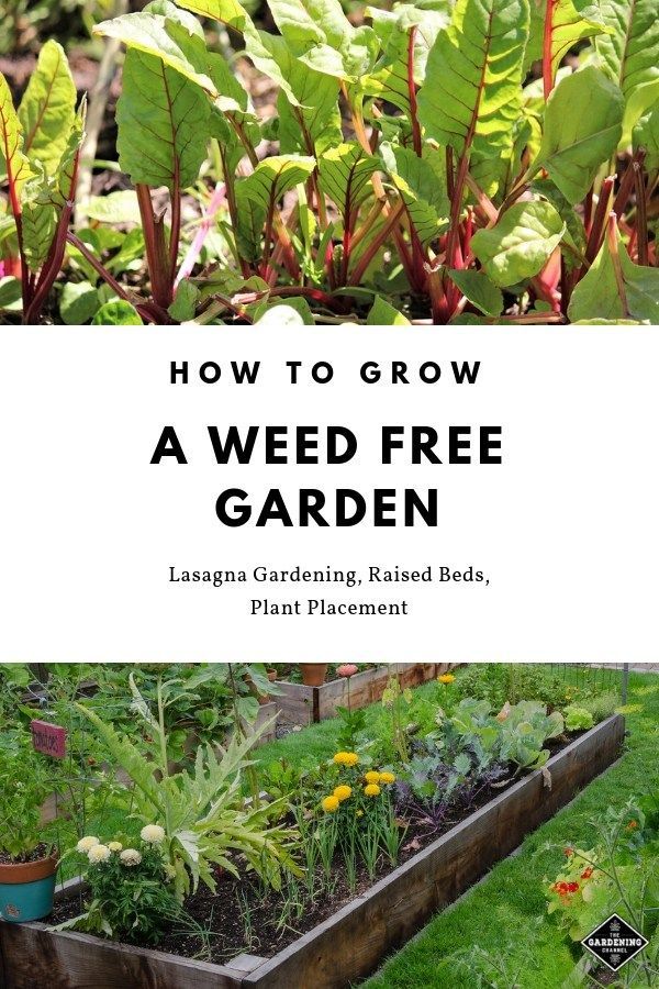 How to Grow a Weed Free Garden -   22 organic garden tips
 ideas