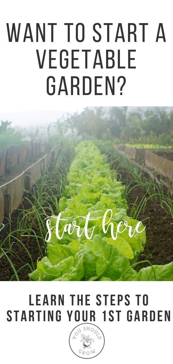 How To Start A Vegetable And Herb Garden From Scratch -   22 organic garden tips
 ideas