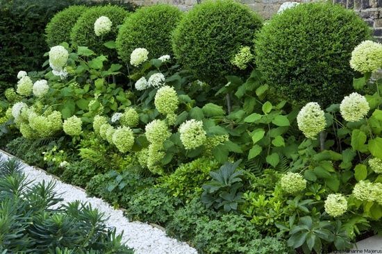 It's the softness of the hydrangeas coupled with the formal structure of low parterre box hedges and topiary. Description from moderncountrystyle.blogspot.ca. I searched for this on bing.com/images -   23 easy front garden
 ideas