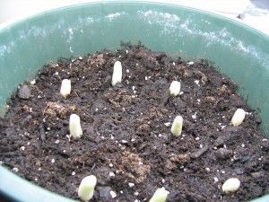 How To Grow Green Onions - Now that Spring is here I will put my used scallions in the ground instead of the window sill for another harvest. -   DIY