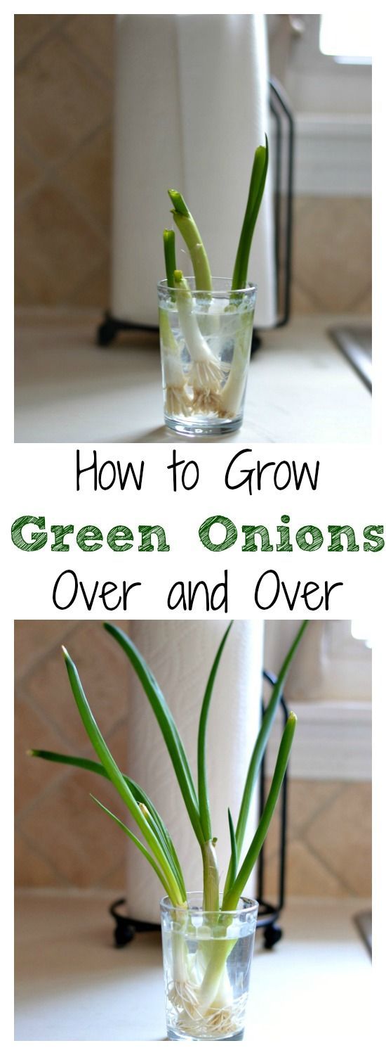 How to Grow Green Onions Over and Over -   How To Grow Green Onions
