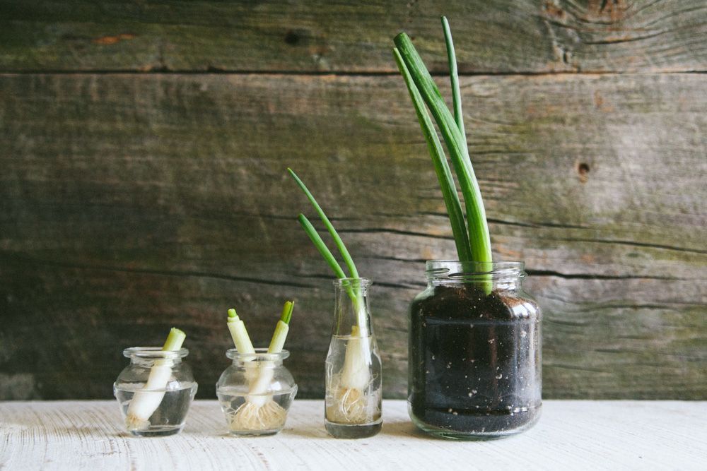 How to Regrow and Reuse Scallions -   How To Grow Green Onions