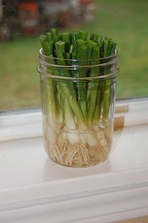 Re grow green onions by placing the ends in water! -   How To Grow Green Onions