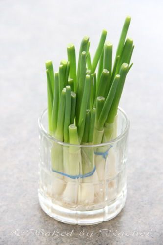Regrowing green onions: this works, just make sure to change the water every day or grossness will surely follow. I would like to try it with shorter cuts of onion, though, so you can use more of the good part. -   How To Grow Green Onions