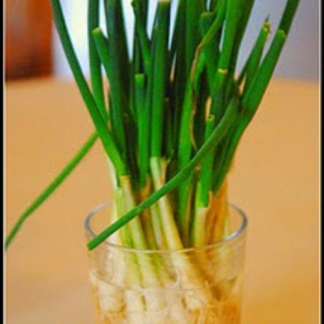 10. Quit wasting money on green onions! Next time you buy fresh green onions don't toss the white ends. Instead stick them in water and place in a sunny window. Whenever you have a recipe that calls for green onions just snip off what you need. -   How To Grow Green Onions