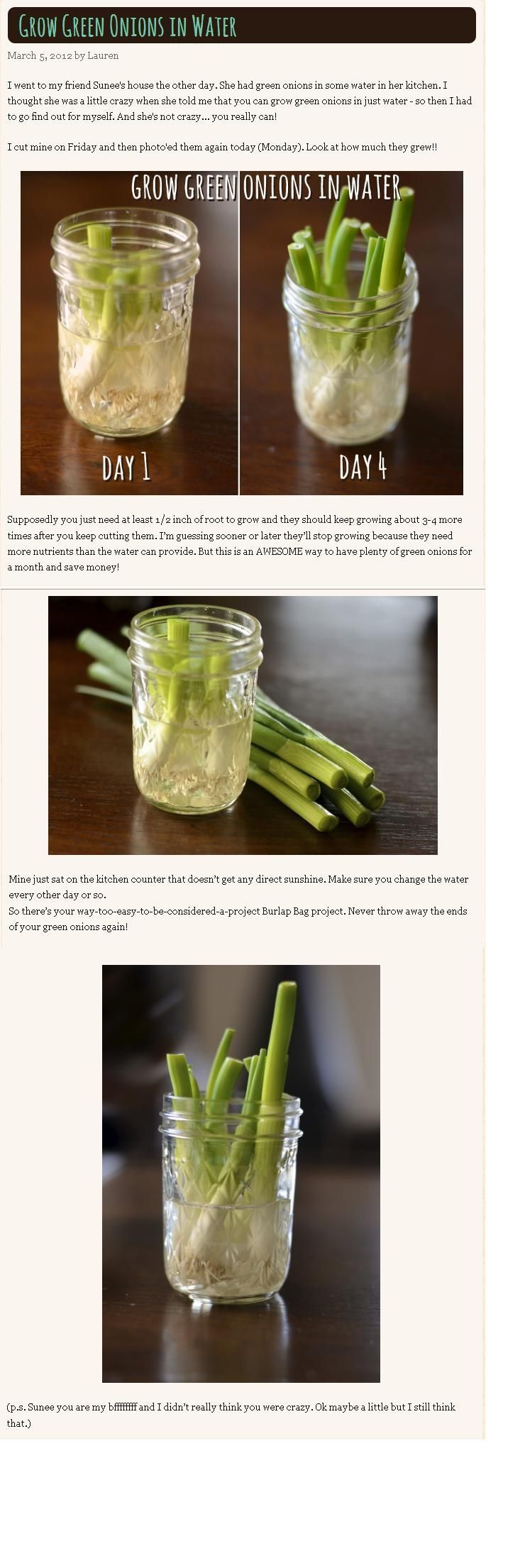 Grow Green Onions in Water. Awesome way to have plenty of green onions for a month and save money! -   How To Grow Green Onions