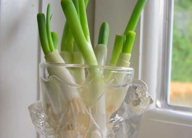 Green Onions Rooted in Water Photo by Vanessa Greaves -   How To Grow Green Onions