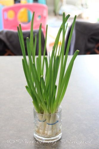 Regrow green onions in a jar of water?  I am SO trying this!! -   How To Grow Green Onions