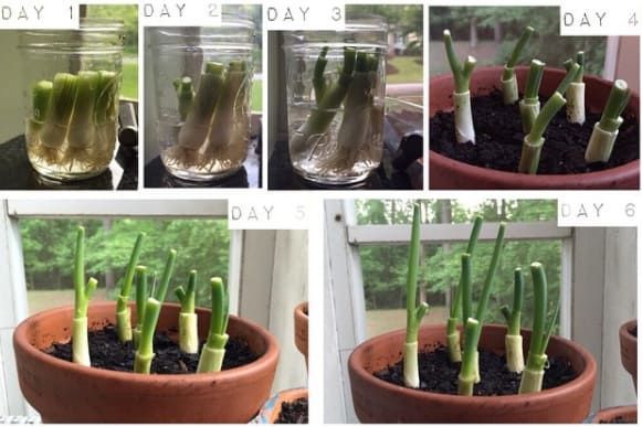16 Foods That You Can Magically Regrow From Scraps -   How To Grow Green Onions