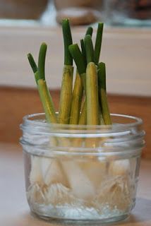 Regrow Green Onions/ Shallots ~ When you buy green onions/shallot from the grocery store they still have the roots intact. Use all the onion you need and leave about an inch above the roots. Place the green onion in a container with a little bit of water (enough to cover the roots) and change out the water every day. -   How To Grow Green Onions