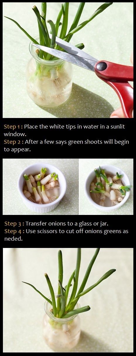 Growing green onion in water -   How To Grow Green Onions