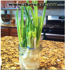Frugal Tip: Never pay for Green Onions again -   How To Grow Green Onions