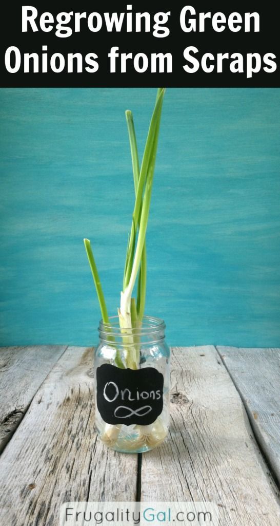 Never buy green onions again! Create an endless supply of green onions by regrowing them from scraps. Buy once, enjoy indefinitely.  | via www.FrugalityGal.com -   How To Grow Green Onions