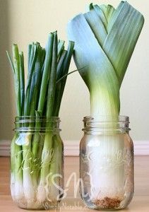 Grow green onions in a jar with a little water.  When you use, use all but bottom inch.  Put that inch back in the water and it will grow again! -   How To Grow Green Onions