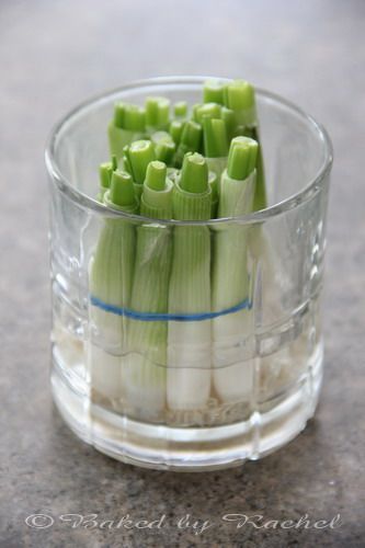 Grow your own green onions: Next time you buy green onions, save the bulbs and toss it in a jar of water...you'll have a whole new bunch in 12 days! thanks to Baked by Rachel! -   How To Grow Green Onions