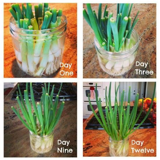 Growing Green Onions, and Things I'm Thinking About (4-8-2014 -   How To Grow Green Onions