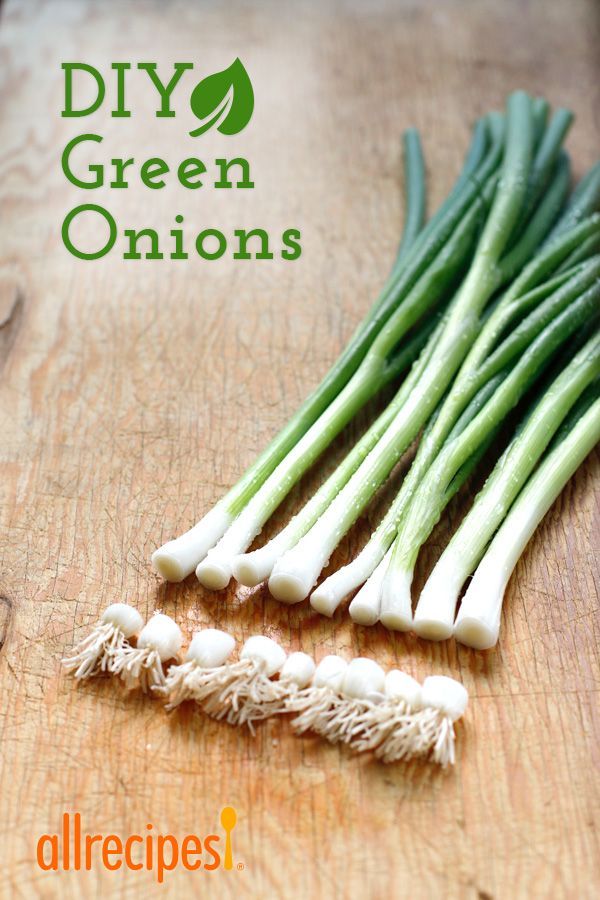 All you need is a starter bunch of green onions, a jar, and fresh water. -   How To Grow Green Onions