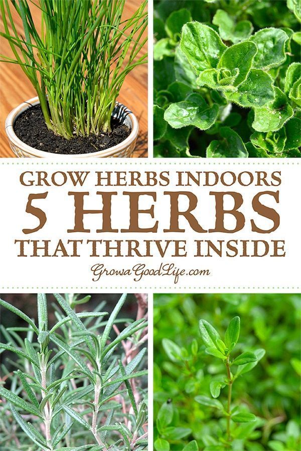 Grow Herbs Indoors: 5 Herbs that Thrive Inside -   11 indoor garden architecture
 ideas