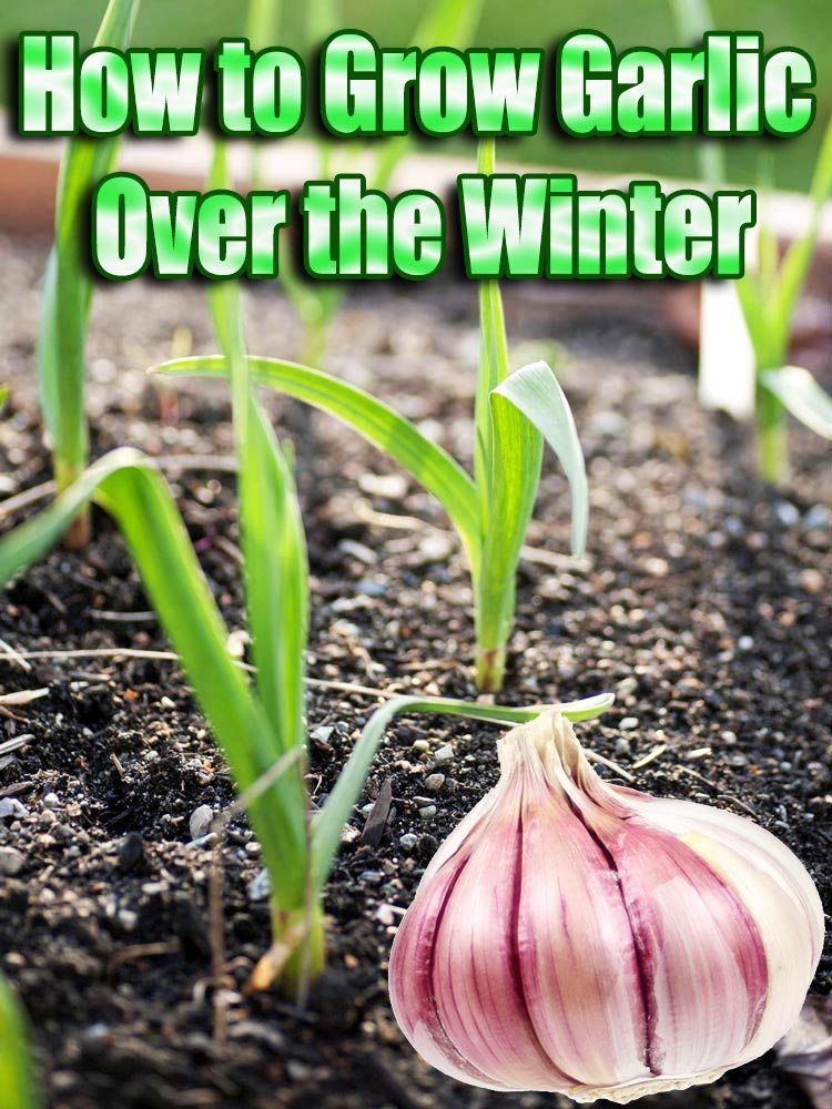 How to Grow Garlic Over the Winter -   24 winter garden fashion
 ideas