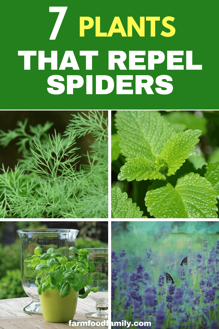Natural Spider Repellents: 7 Plants That Repel Spiders -   24 winter garden fashion
 ideas