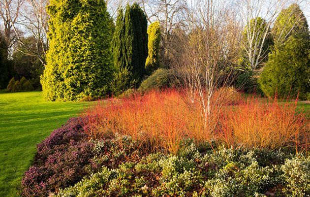Dogwoods and willows: A new style of winter planting? - Country Life -   24 winter garden fashion
 ideas