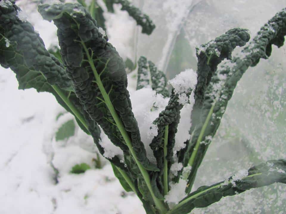 Winter Vegetables to Harvest in Frosts & Snow -   24 winter garden fashion
 ideas