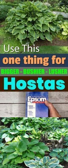 This One Secret Ingredient Will Help You Grow Bigger, Bushier, And Lusher Hostas -   16 garden shed layout
 ideas