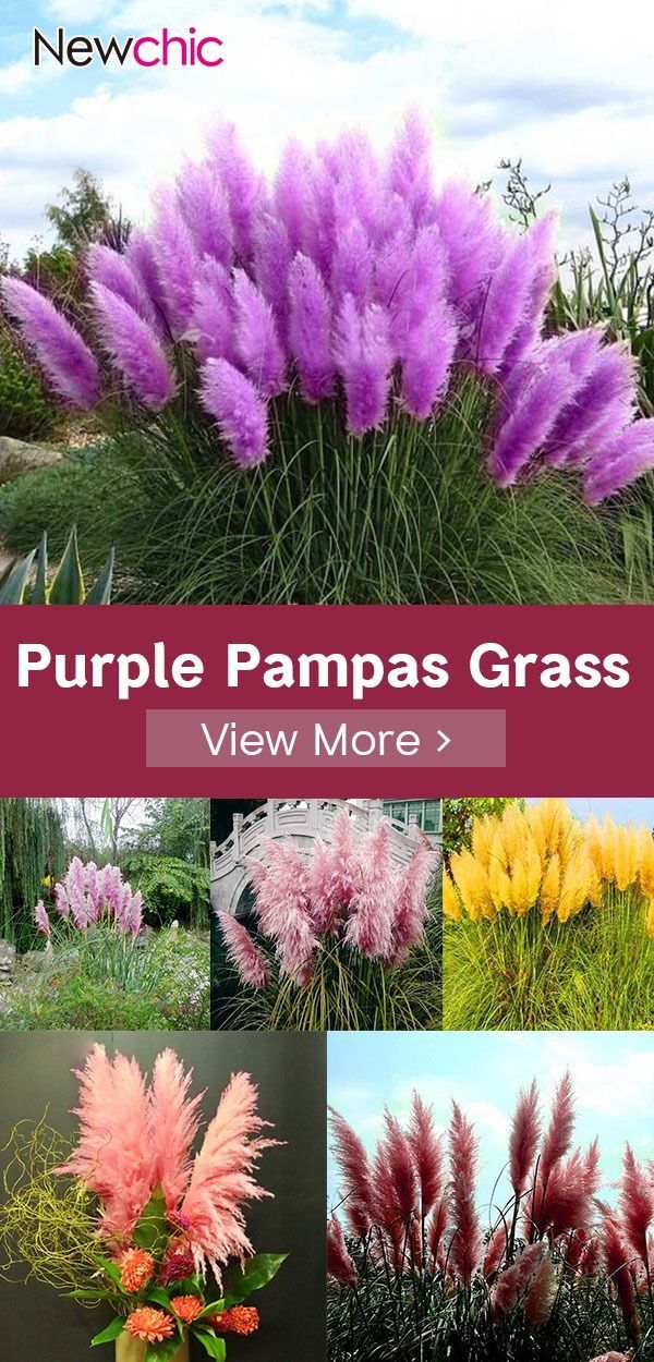 200Pcs Pampas Grass Magic Garden Seed Potted Ornamental Plants Cortaderia Selloana Bonsai. -   16 garden shed layout
 ideas