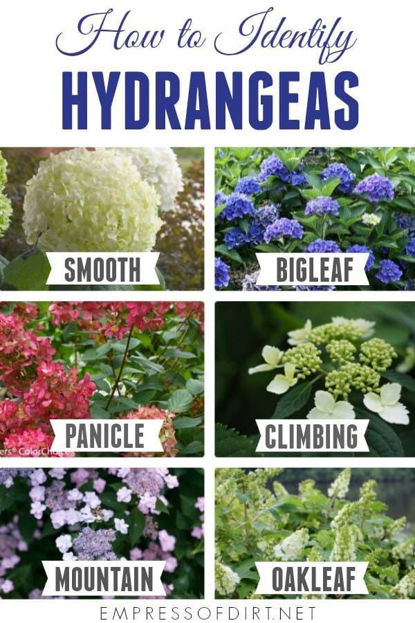 Tips for Growing Hydrangeas -   18 shade garden canada
 ideas