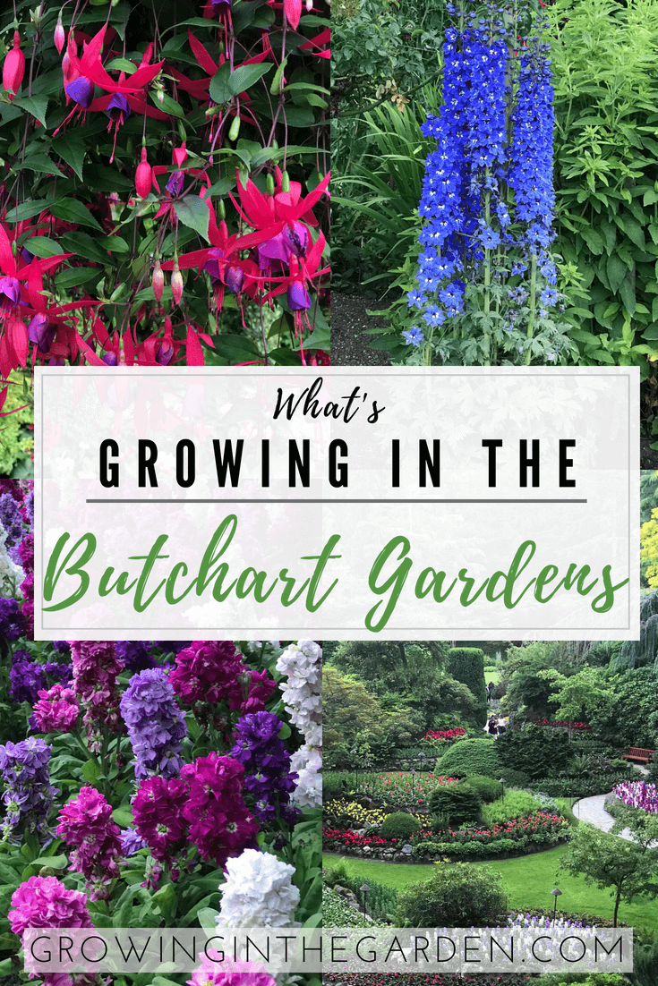 What's Growing in the Butchart Gardens -   18 shade garden canada
 ideas