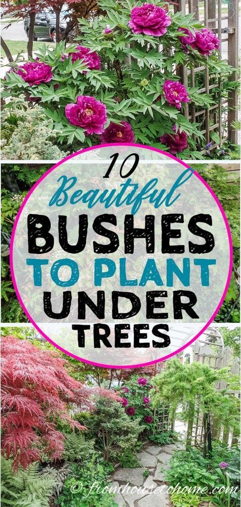 Shade Loving Shrubs: 11 Beautiful Bushes To Plant Under Trees -   21 shade garden herbs
 ideas