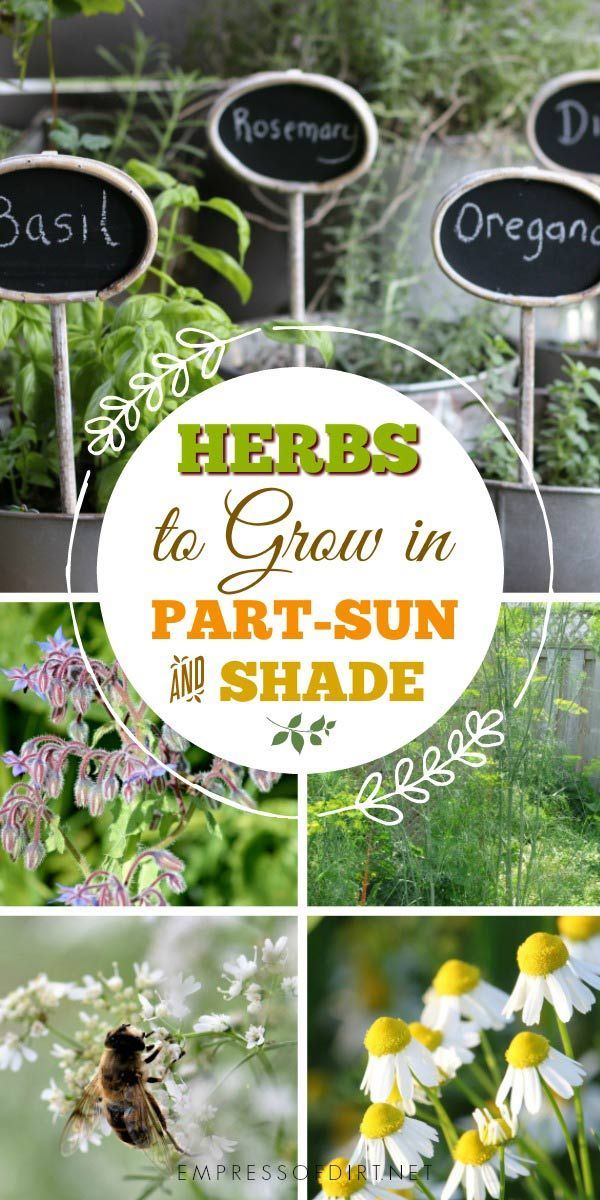 Growing Herbs in Sun and Part-Shade -   21 shade garden herbs
 ideas
