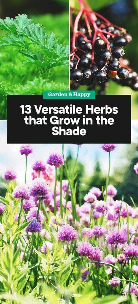 13 Versatile Herbs that Grow in the Shade - Garden and Happy -   21 shade garden herbs
 ideas