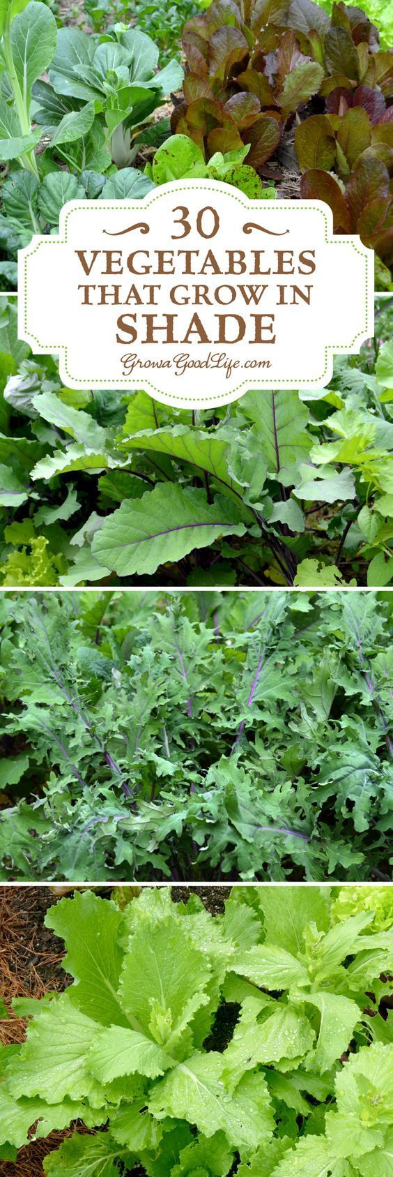 30+ Vegetables That Grow in Shade -   21 shade garden herbs
 ideas