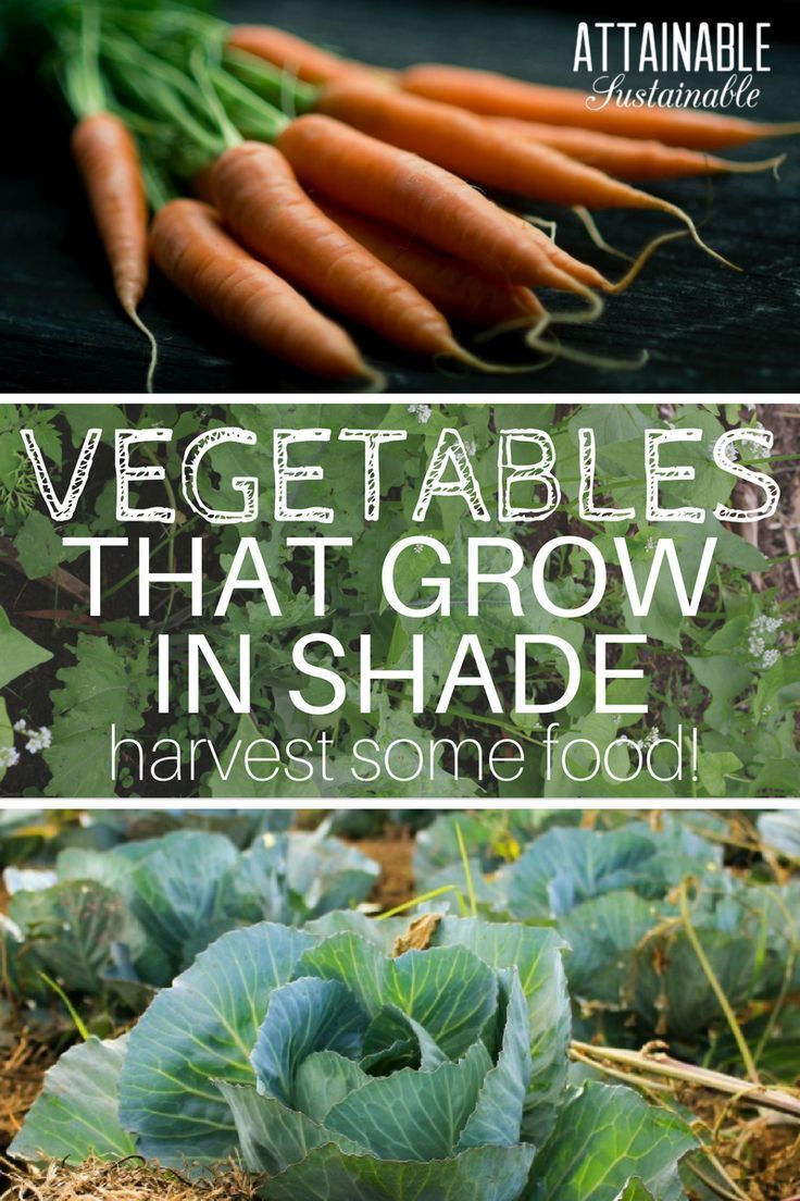Stuck with a less than ideal vegetable garden location? These crops grow in partial shade. -   21 shade garden herbs
 ideas