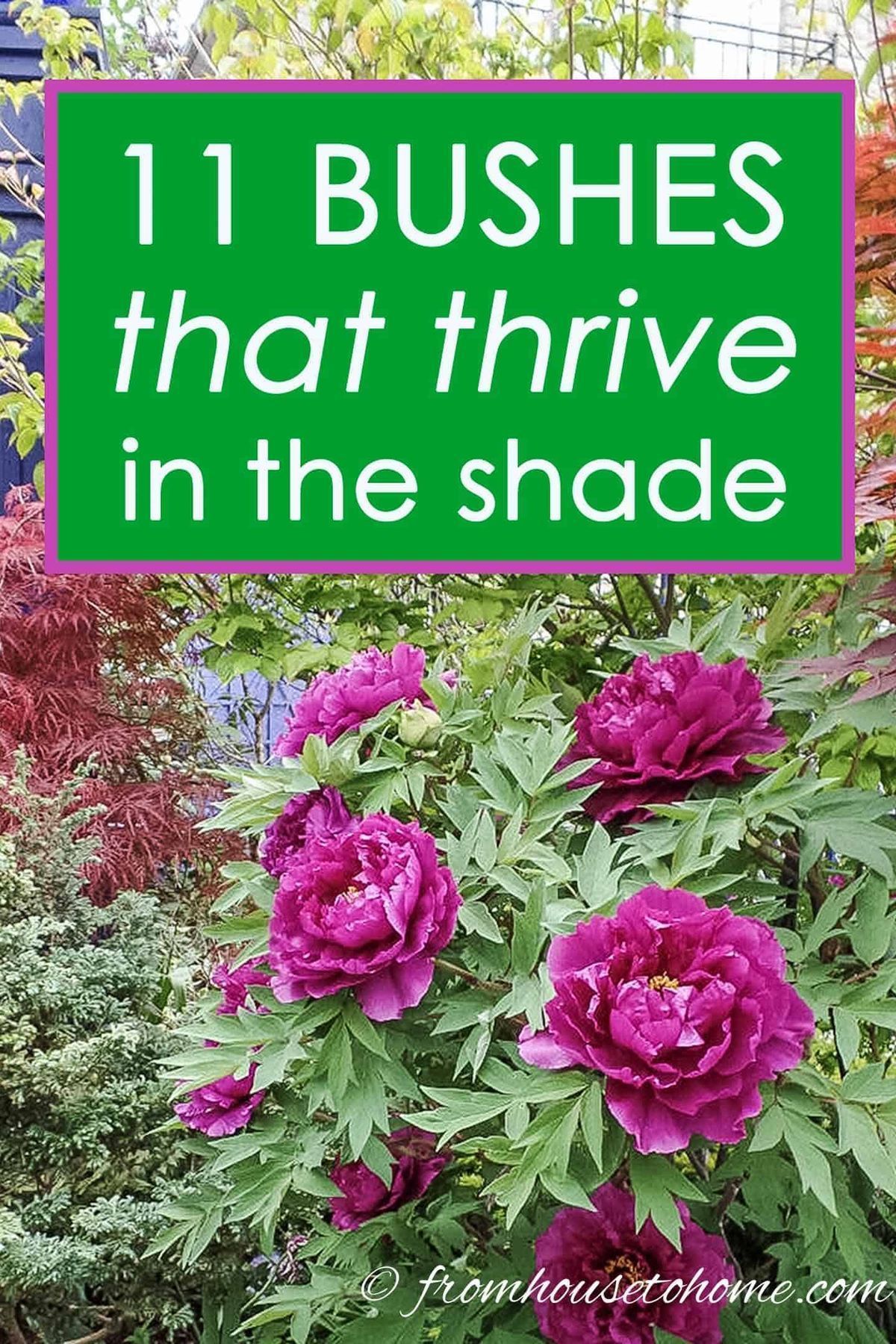 Shade Loving Shrubs: 11 Beautiful Bushes To Plant Under Trees -   21 shade garden herbs
 ideas