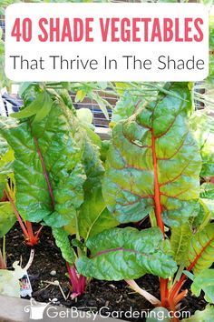 40 Versatile Vegetables That Grow in Shade -   21 shade garden herbs
 ideas