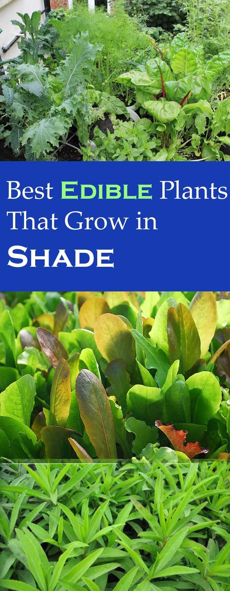 Edible Plants that Grow in Shade -   21 shade garden herbs
 ideas