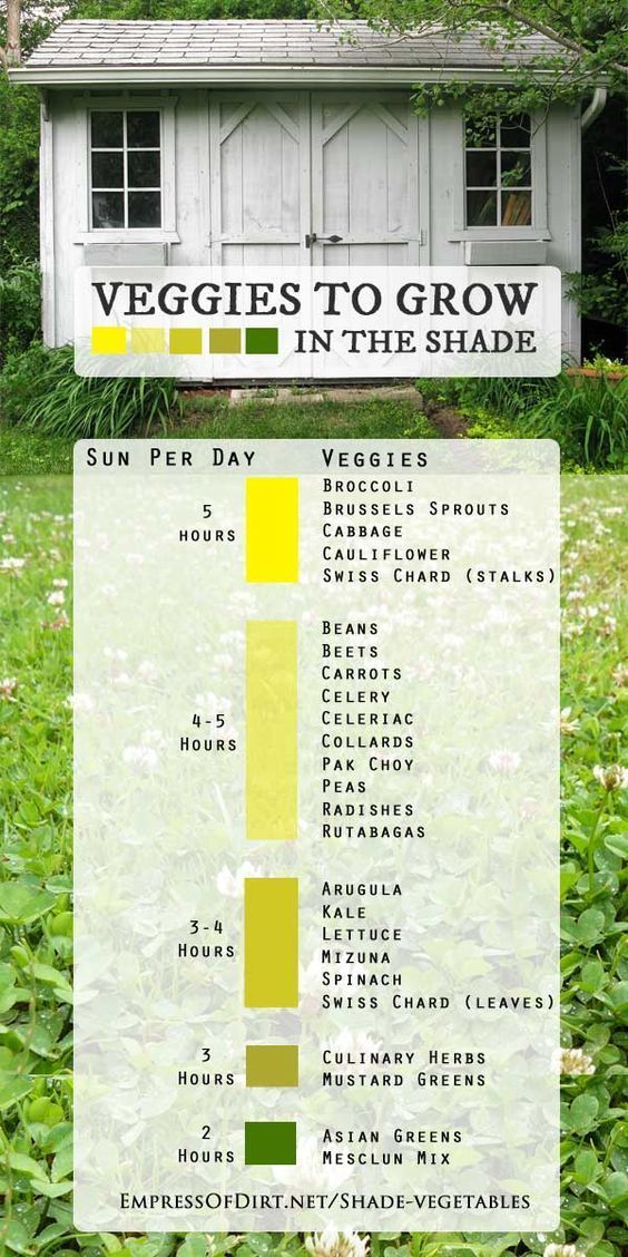 Got a Shade Garden? No Problem! These Veggies Love it! -   21 shade garden herbs
 ideas