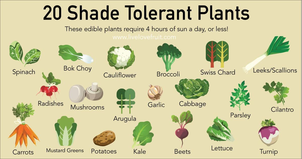 20 Shade Tolerant Plants To Grow In Your Garden This Summer -   21 shade garden herbs
 ideas
