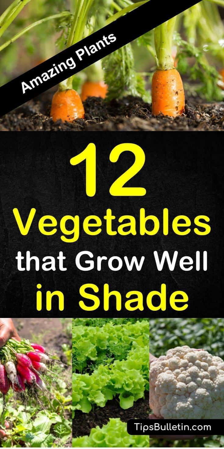 12 Amazing Vegetables That Grow In Shade -   21 shade garden herbs
 ideas