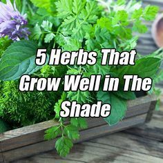 5 Herbs That Grow Well in The Shade -   21 shade garden herbs
 ideas