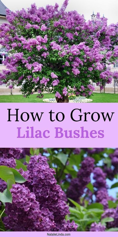 How To Grow Lilac Bushes -   24 home garden yard ideas