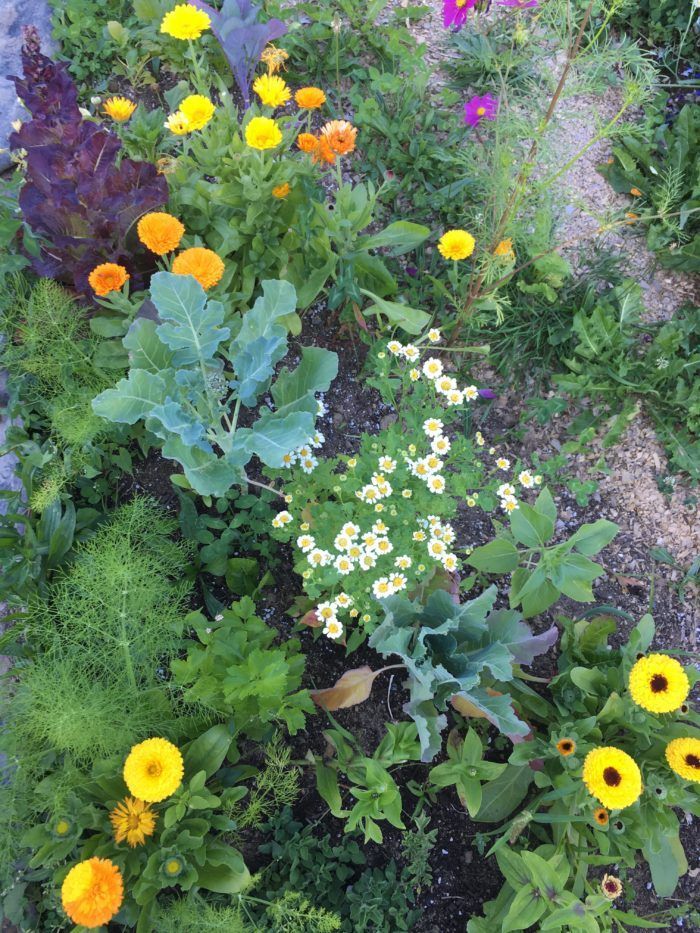 Interplanting & Underplanting for More Garden Yields -   24 home garden yard ideas
