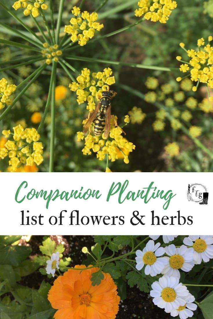 Companion Planting Flowers to Deter Garden Pests -   25 diy flower food
 ideas