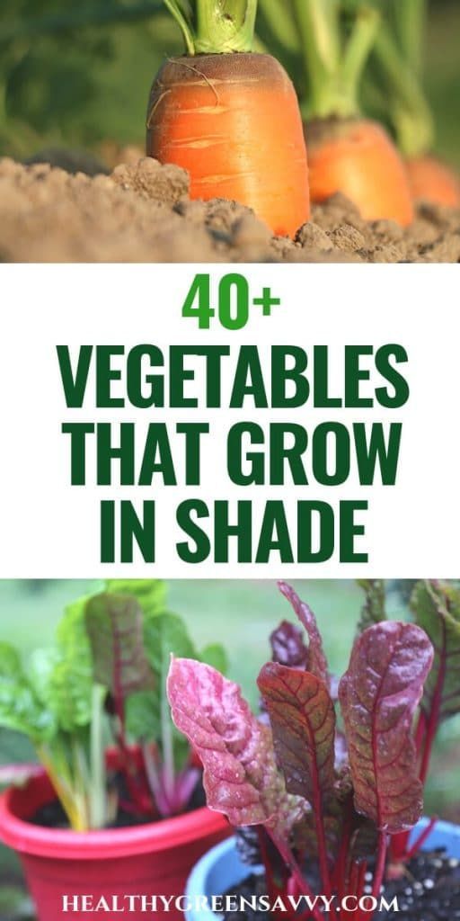 40+ Vegetables that Grow in Shade -   25 veggie garden design
 ideas