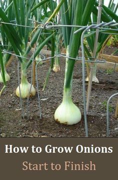 How to Grow Onions - Start to Finish -   25 veggie garden design
 ideas